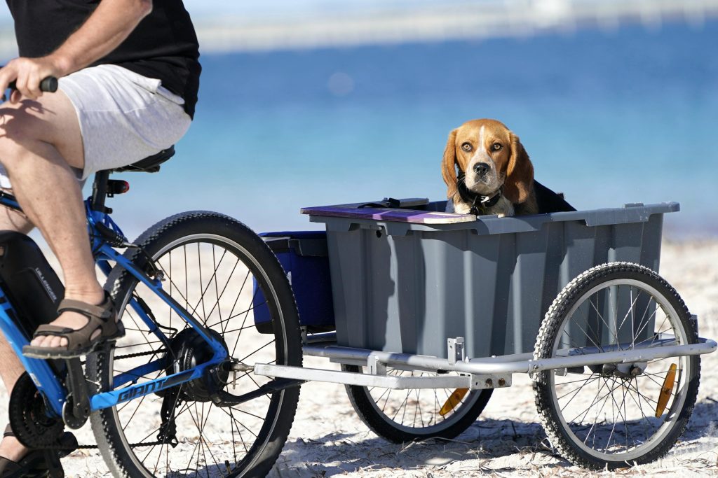 un chien transporté dans une remorque en vélo
